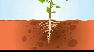 uptake of water And Minerals By plants  Class 11 Biology [upl. by Derick]