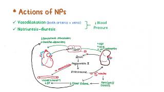 SUMMARY  Nitric Oxide amp Vasoactive Peptides Part2 [upl. by Erleena932]