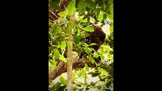 Brown Fish Owl at wilpaththu Sri Lanka endangeredanimal wildlife wildanimal [upl. by Twitt871]