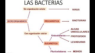 INTRODUCCIÓN A LA MICROBIOLOGÍA  Las bacterias [upl. by Ardrey]