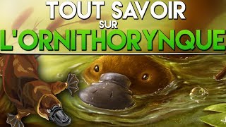 TOUT SAVOIR SUR LORNITHORYNQUE [upl. by Kentiggerma]