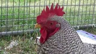 My Rooster Singing [upl. by Inod]