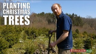 Planting Christmas Trees [upl. by Amo]