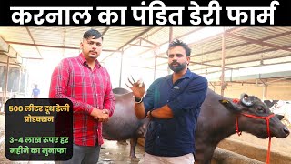 HF Cow Farm India  Dairy Farming Business in India  पंडित डेरी फार्म Karnal India [upl. by Dawes]