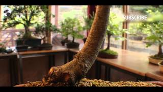 51 How to Care for Green Beech or Fagus sylvatica European Species for Bonsai [upl. by Gelasius]