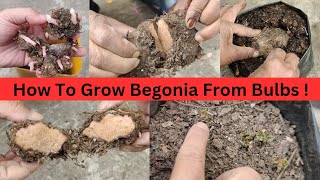 BEGONIA रोप्ने सबैभन्दा सजिलो उत्तम र भरपर्दो तरिका साथै माटो मिश्रण अनि बल्ब डिभाइड गर्ने तरिका [upl. by Ashly]