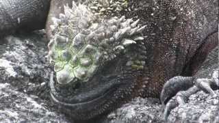 Marine iguana Amblyrhynchus cristatus cristatuswmv [upl. by Pulchia]