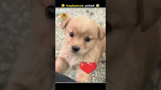 நாய்கள் எதனால நம்ம நடுவிரலை பாத்து கோபமாகுது  Dog Angry Middle Finger  Animal Voiceover Tamil [upl. by Spear]