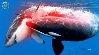 ORCA ─ Superpredator Whale and Shark Killer [upl. by Novat]