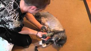 shaving maine coon [upl. by Faubion]