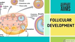 Follicular Development  sexual reproduction in human  XII Biology  Vinay Biology [upl. by Abrahams548]