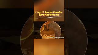 Lingzhi Spores Powder Spraying Process lingzhi reishi ganodermalucidum healthsupplements [upl. by Drona]