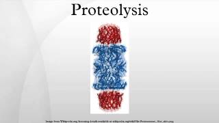 Proteolysis [upl. by Eldwen]