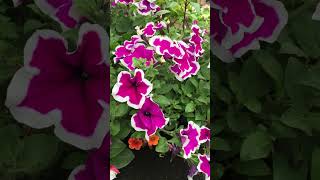 Beautiful Petunia Picotee  pinkamp white large flowers shorts flowers petunia plants garden bee [upl. by Billie]