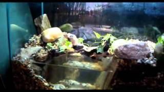 Creating a tank for Fire Belly Toads [upl. by Kermit]