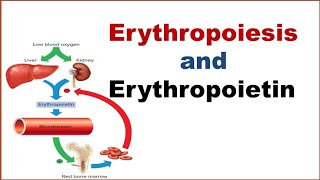 Erythropoiesis  Erythropoietin  Hematopoiesis  Formation of Red blood cell [upl. by Pilihp]