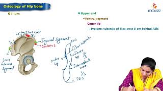 1 Hip bone 🦴 Anatomy  MBBS Lecture [upl. by Daveen]