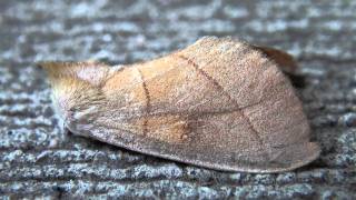 Whitedotted Prominent Notodontidae Nadata gibbosa Lateral View [upl. by Anbul342]