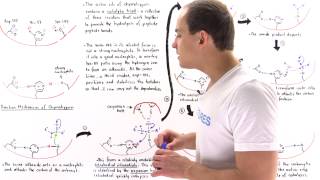 Mechanism of Chymotrypsin and Catalytic Triad [upl. by Aiet]