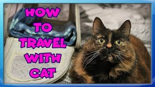 How To Travel With Your Cat Tips For Travelling With Cats How To Set Up a Car For Cat Travel [upl. by Mutat]