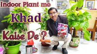 Indoor Plants me Khad Kaise Dale   Hindi  Urdu [upl. by Edrock]