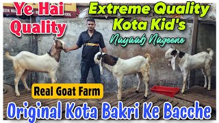 Original Kota Bakri Ke Bacche At REAL GOAT FARM  Extreme Quality Kota Kids In Bhiwandi [upl. by Filip]