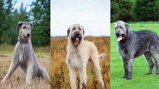 Irish wolfhound  Funny and Cute dog video compilation in 2022 [upl. by Burbank]