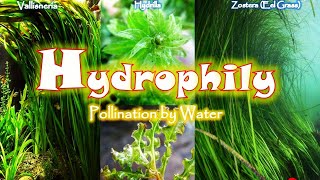 Hydrophily Pollination  Vallisneria  Zostera  Sexual Reproduction in Flowering Plants [upl. by Aimet]