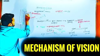 Biochemistry Of Vision  Human eye  Vinay Biology [upl. by Akanke]