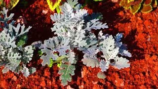 How to Grow Cineraria from Seed [upl. by Kariotta]