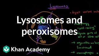 Lysosomes and peroxisomes  Cells  MCAT  Khan Academy [upl. by Cia]