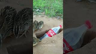 Easy Creative DIY Trap  Quail Trap shorts [upl. by Dranreb]