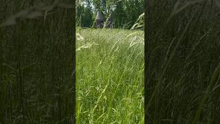 Walking in tallgrass on a Summer Day ASMR [upl. by Murrah937]