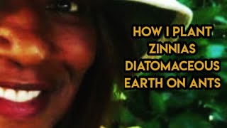 Throwing out seedsHow I Plant ZinniasDiatomaceous Earth On Ants [upl. by Assirec]