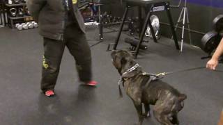 American Bandog Mastiff [upl. by Ethelind81]