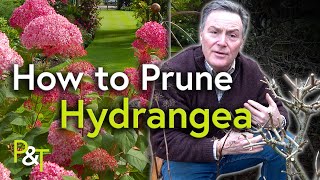 How to Prune Hydrangea A Martin Masterclass  Pots amp Trowels [upl. by Jezreel]