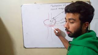 Opioids Mechanism of Action Urduhindi [upl. by Pittman]