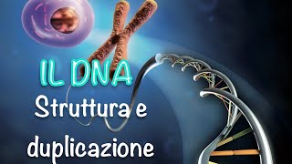 La struttura del DNA e la sua duplicazione [upl. by Hsivat295]