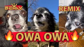 Pudgy  OWA OWA Bemax Remix  Tik Tok dog meme [upl. by Llerol646]