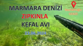 Zıpkınla Dalış Kefal Avı Bayramoğlu GEBZE Marmara Denizi 23062024 [upl. by Cudlip]