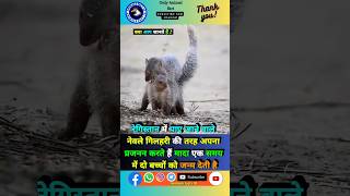 mongoose नेवला के बारे में रोचक तथ्य 🥶🦦shorts viralshorts facts animals trending youtube [upl. by Cranford]