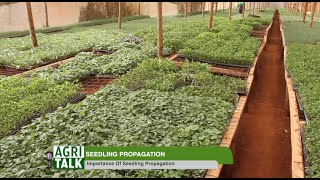 Process of seedling propagation and the importance  AgriTalk [upl. by Phaidra]