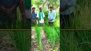 పండ్ల తోటలో వరి వారెవ్వా అంటున్నారు farming agriculture raitunestham [upl. by Sherlock]