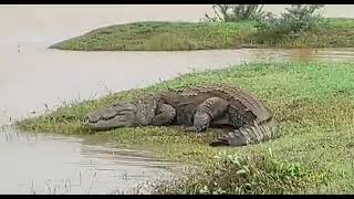 Warana River  Magar Darshan  Sangli  Kolhapur Poor [upl. by Lerraf]