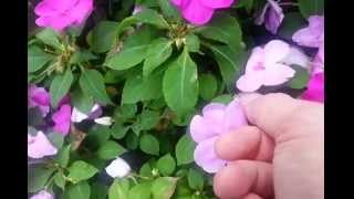 How to Harvest Free Impatiens Seeds [upl. by Eisserc509]