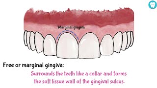 Parts Of Gingiva Easy [upl. by Justina105]