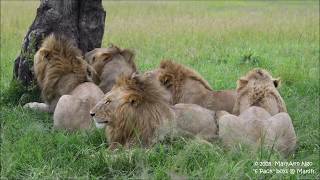 6 Pack Warriors coalition of male lions Maasai Mara [upl. by Suhsoj]