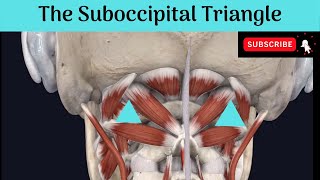 The Suboccipital Triangle Anatomy mbbs education bds headandneckanatomy triangles [upl. by Nicodemus]