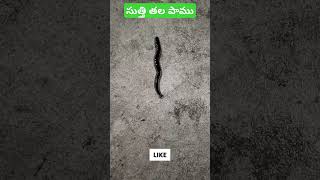 Hammer headed snakeసుత్తి తల పాము [upl. by Armillda]