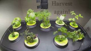 AeroGarden Herb Plants growing 35 day timelapse [upl. by Musetta]